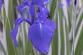 Variegated Japanese Iris laevigata Variegata blue purple flower Royalty Free Stock Photo